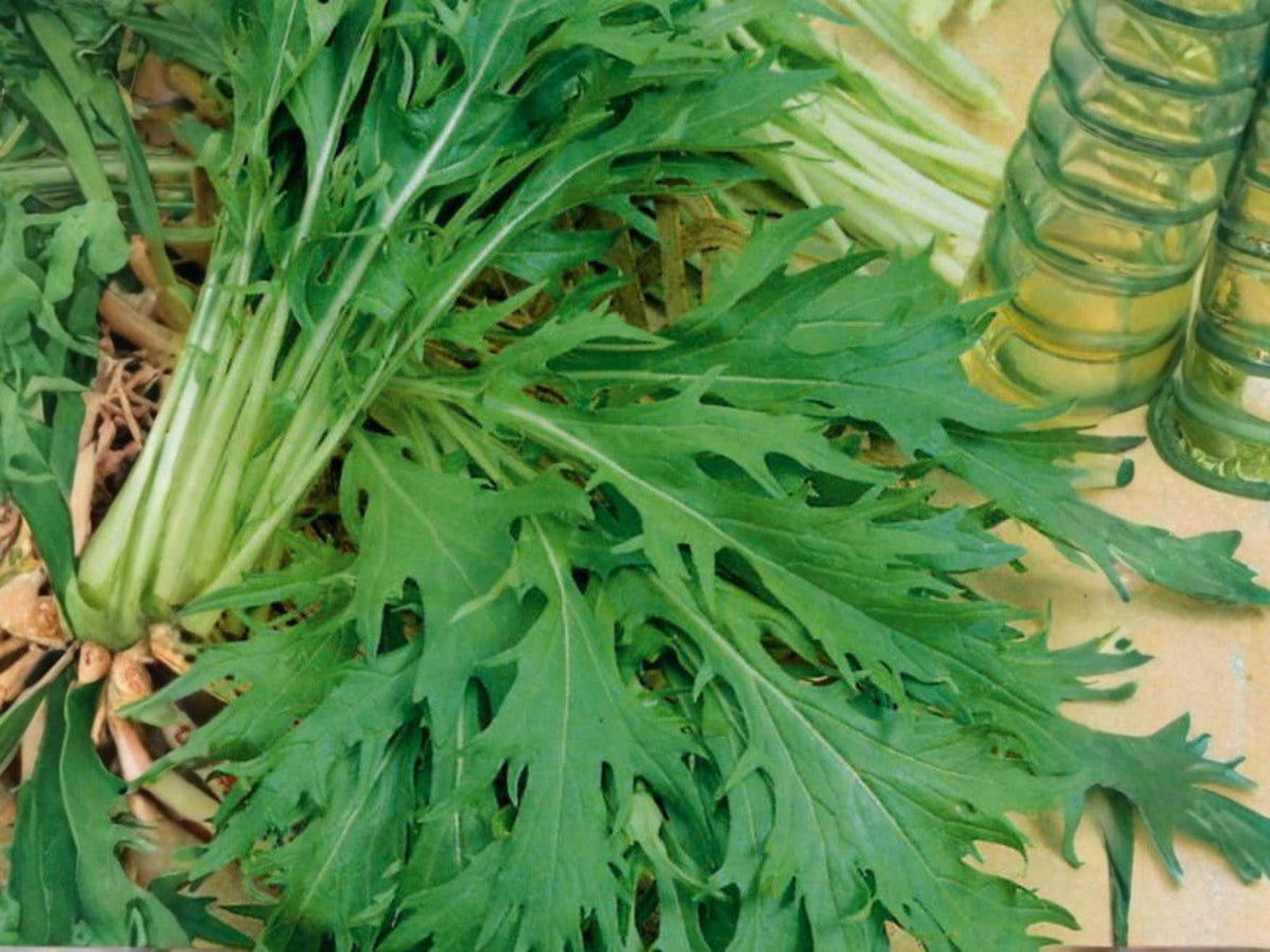 500 Mizuna Early Seeds - Japanese Mustard Greens Fast Growing Salad Vegetable