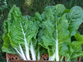 50 Fordhook Swiss Chard Seeds – Heirloom White Stem, Heat Tolerant