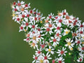100 Calico Aster Seeds – Symphyotrichum lateriflorum Native Perennial Wildflower