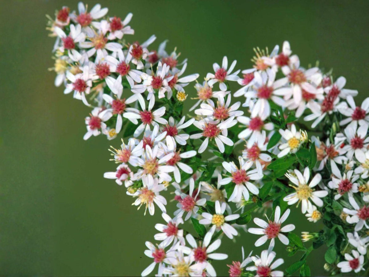 100 Calico Aster Seeds – Symphyotrichum lateriflorum Native Perennial Wildflower