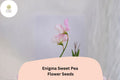 Enigma Sweet Pea Seeds – Pink Blooms, Lathyrus odoratus Vine (50 Seeds)
