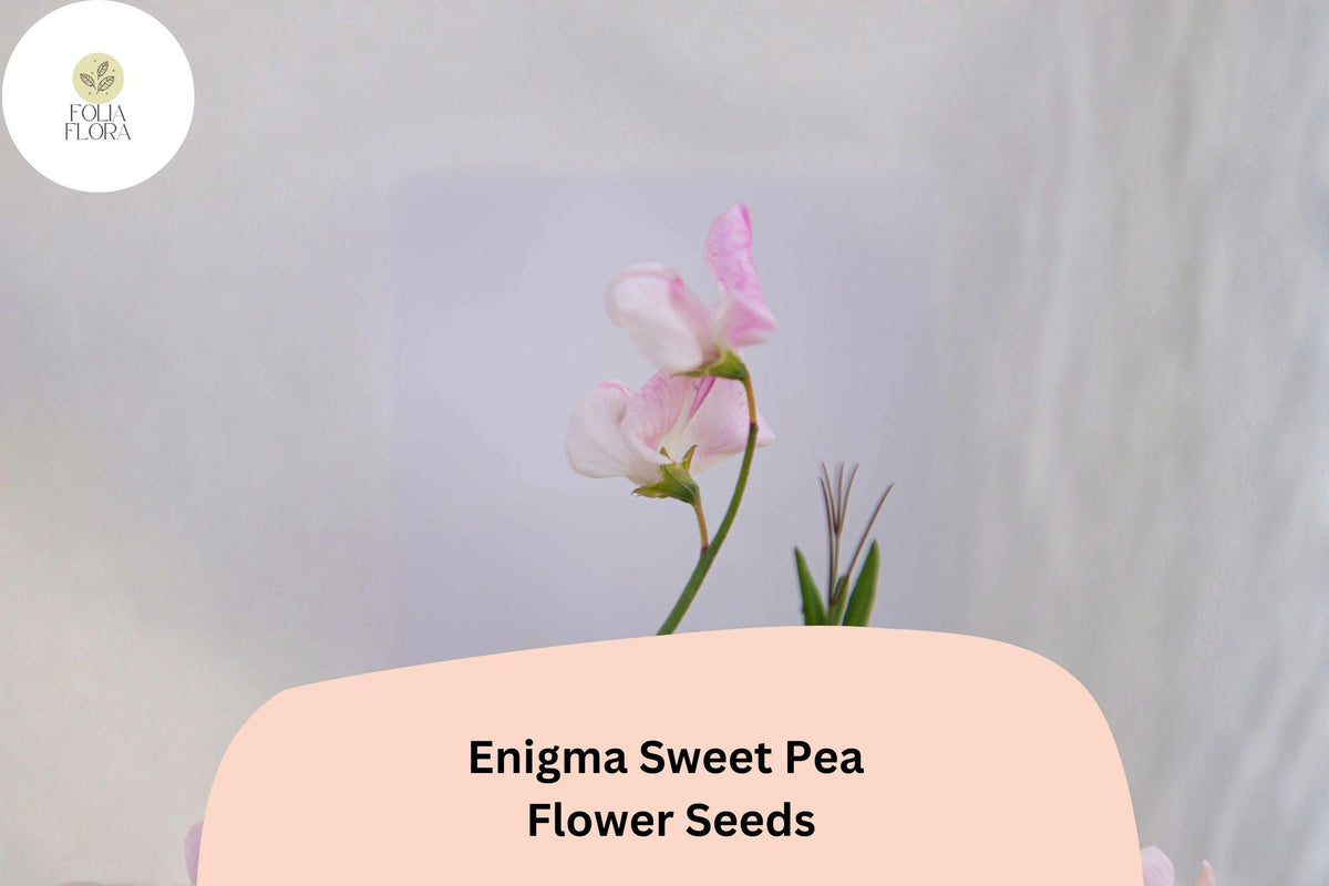 Enigma Sweet Pea Seeds – Pink Blooms, Lathyrus odoratus Vine (50 Seeds)