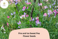 50 Fire and Ice Sweet Pea Seeds | Red Purple Bicolor Lathyrus Odoratus