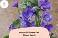 Heathcliff Sweet Pea Seeds - 50 Purple Blooms Lathyrus odoratus for Garden Planting