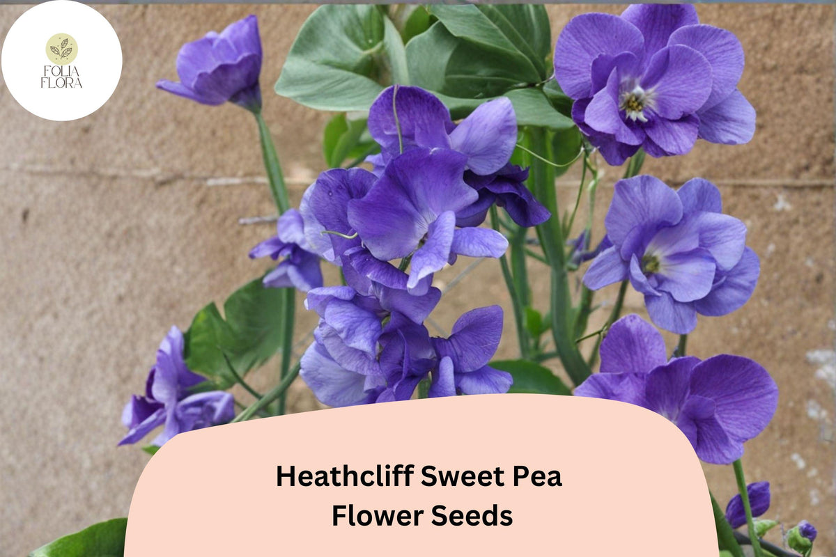 Heathcliff Sweet Pea Seeds - 50 Purple Blooms Lathyrus odoratus for Garden Planting
