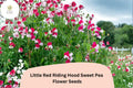50 Little Red Riding Hood Sweet Pea Seeds - Red & White Bicolor Lathyrus odoratus