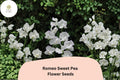Romeo Sweet Pea Seeds - White Blooms, Lathyrus odoratus, 50 Seeds