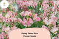 Rosay Sweet Pea Seeds – 50 Soft Pink Lathyrus odoratus for Garden Planting