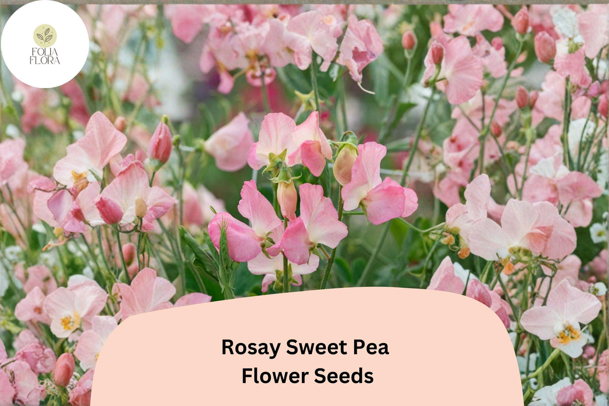 Rosay Sweet Pea Seeds – 50 Soft Pink Lathyrus odoratus for Garden Planting