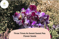 50 Three Times As Sweet Sweet Pea Seeds | Lathyrus odoratus Cottage Garden Flower