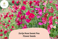 Zorija Rose Sweet Pea Seeds - 50 Lathyrus odoratus Rose-Pink Garden Flowers