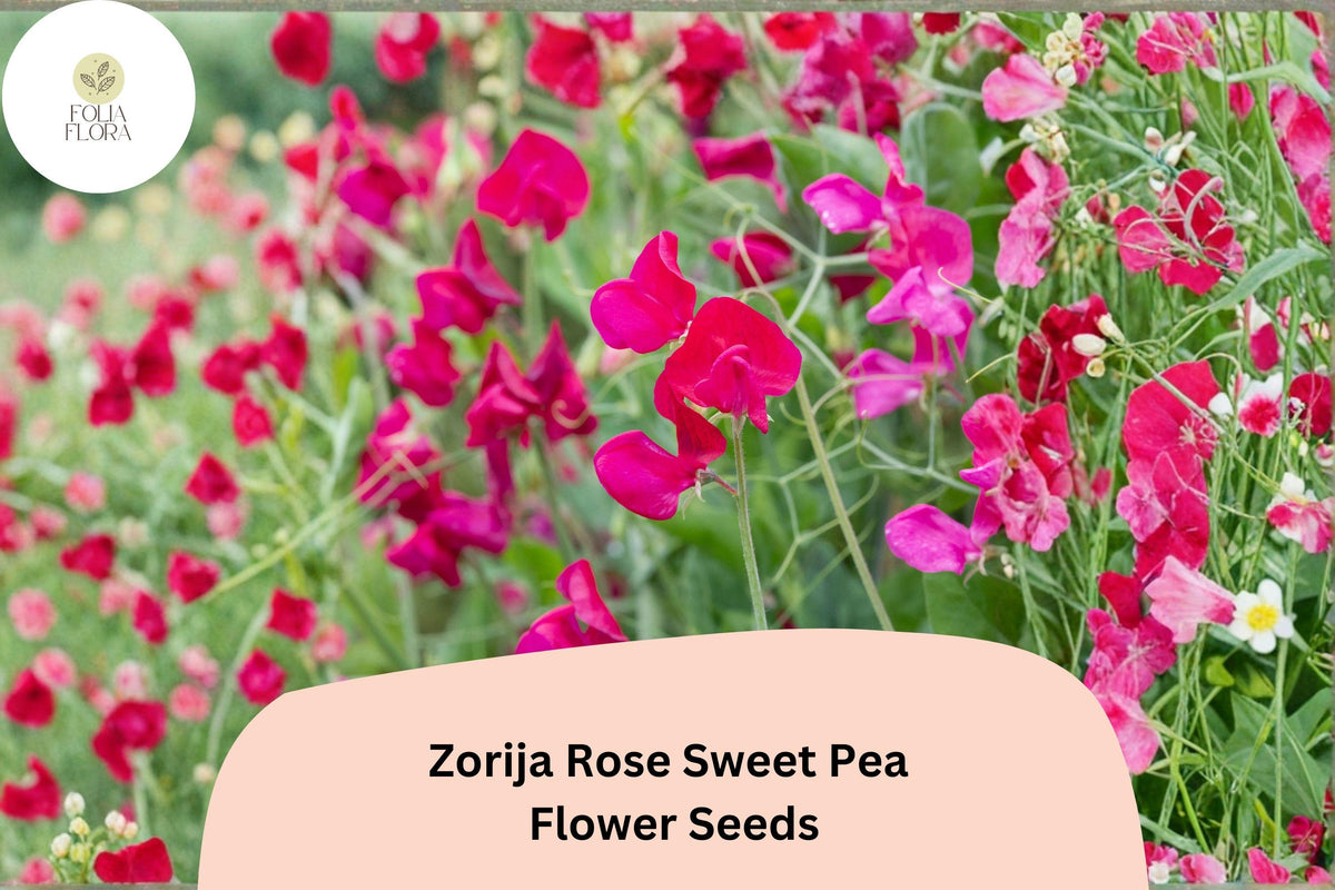 Zorija Rose Sweet Pea Seeds - 50 Lathyrus odoratus Rose-Pink Garden Flowers