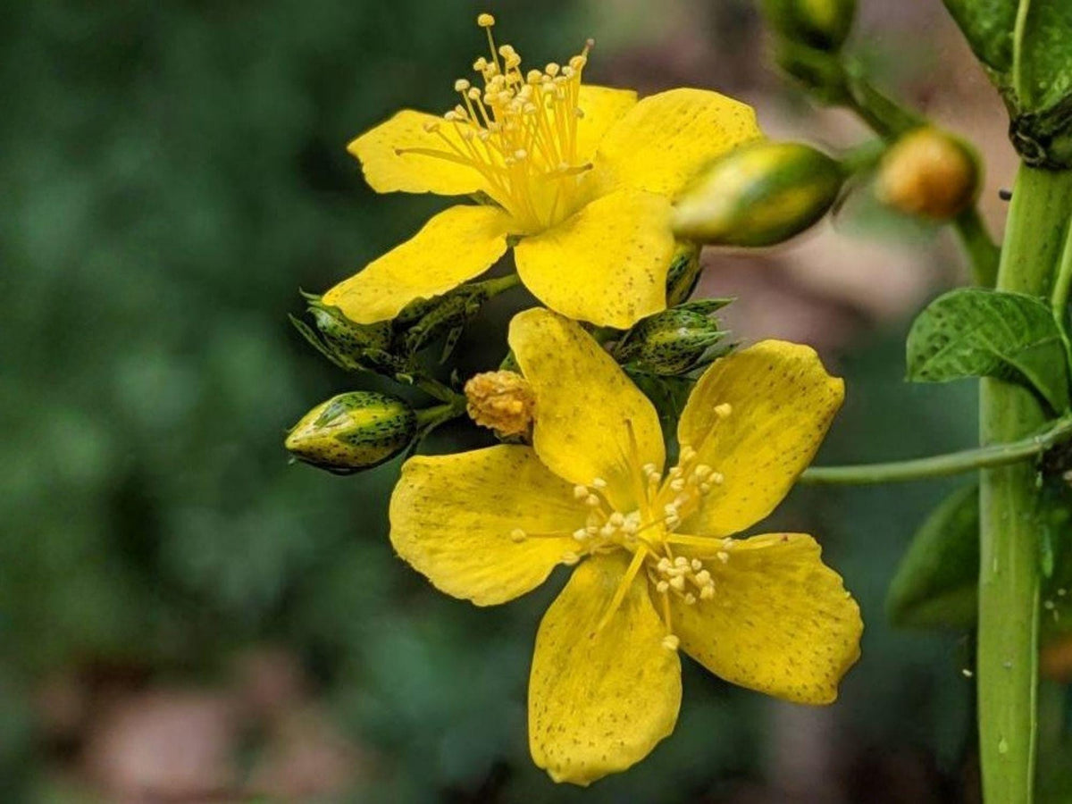Dotted St. John's Wort | Hypericum punctatum | Native Perennial Wildflower & Pollinator Plant