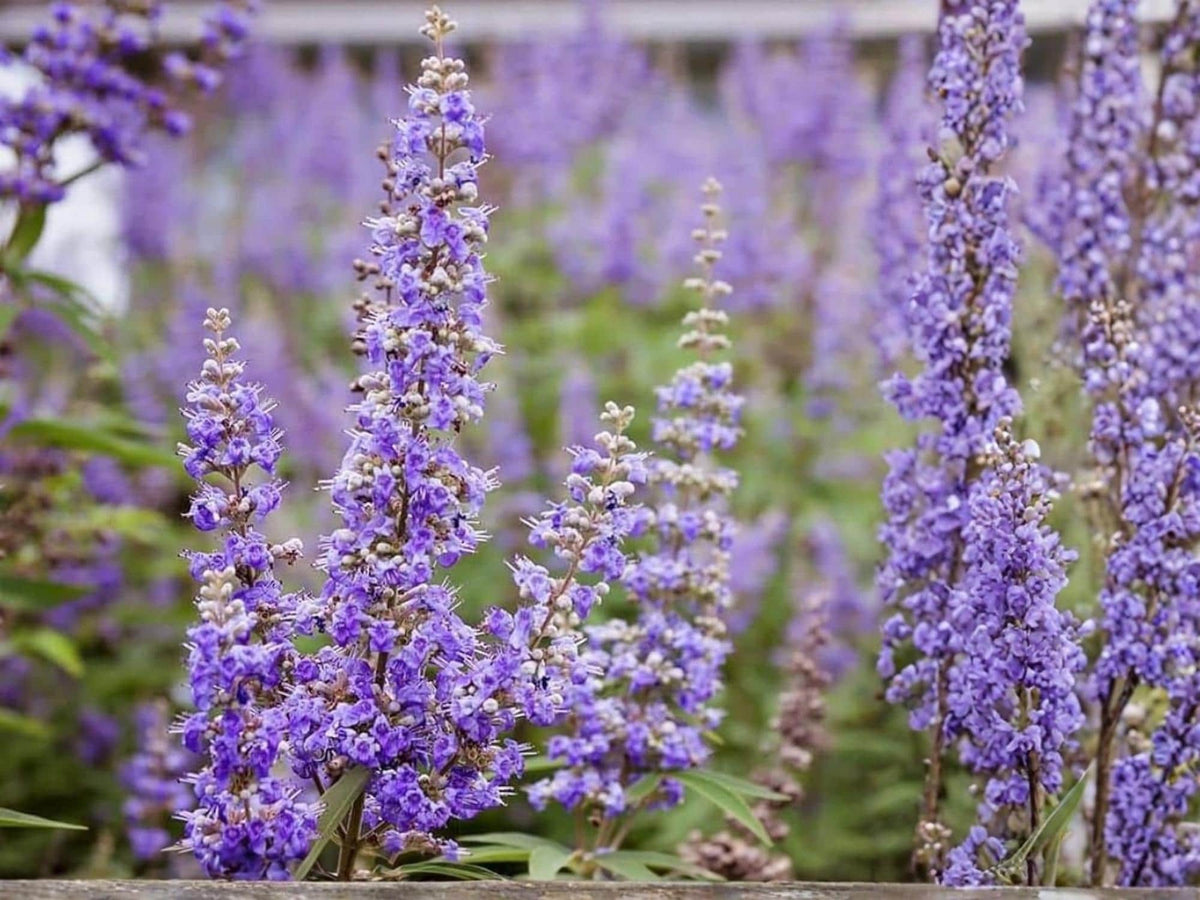 Chaste Tree Seeds – Vitex agnus-castus – Pollinator-Friendly Drought-Tolerant Shrub – 10 Seeds
