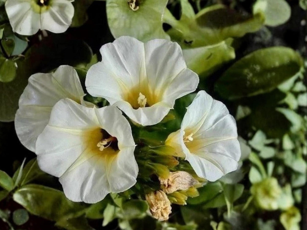 Ololiuqui Seeds – Rivea corymbosa Ornamental Flowering Vine – 10 Seeds