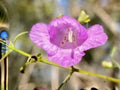 Agalinis tenuifolia Slender False Foxglove Native Wildflower 250 Seeds