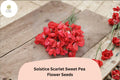 Solstice Scarlet Sweet Pea Seeds - Lathyrus odoratus Climbing Vine (50 Seeds)