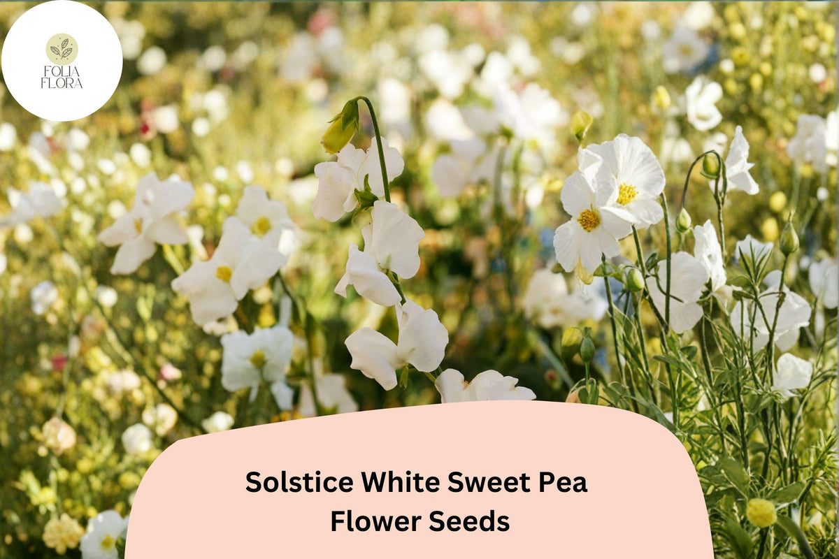 Solstice White Sweet Pea Seeds – Lathyrus odoratus Climbing Vine (50 Seeds)