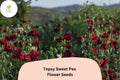 Topsy Sweet Pea Seeds – Lathyrus odoratus Climbing Vine (50 Seeds)
