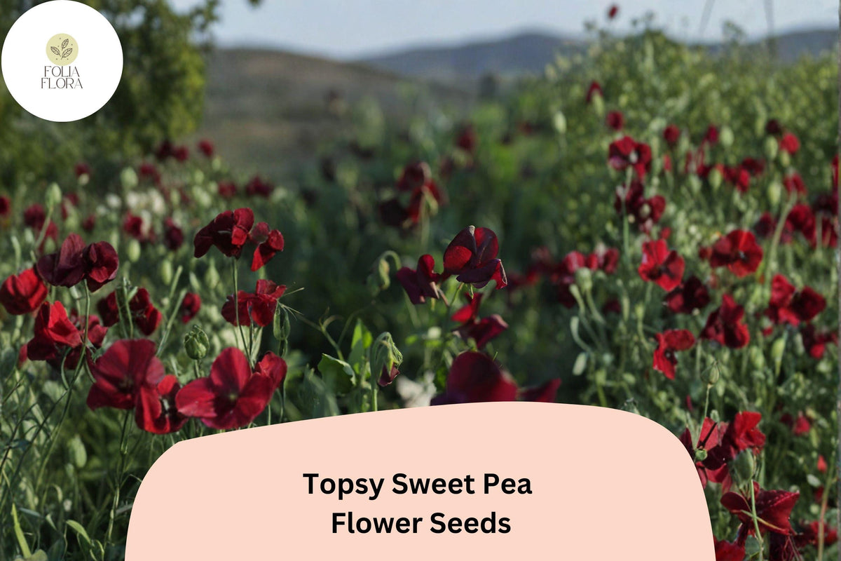 Topsy Sweet Pea Seeds – Lathyrus odoratus Climbing Vine (50 Seeds)