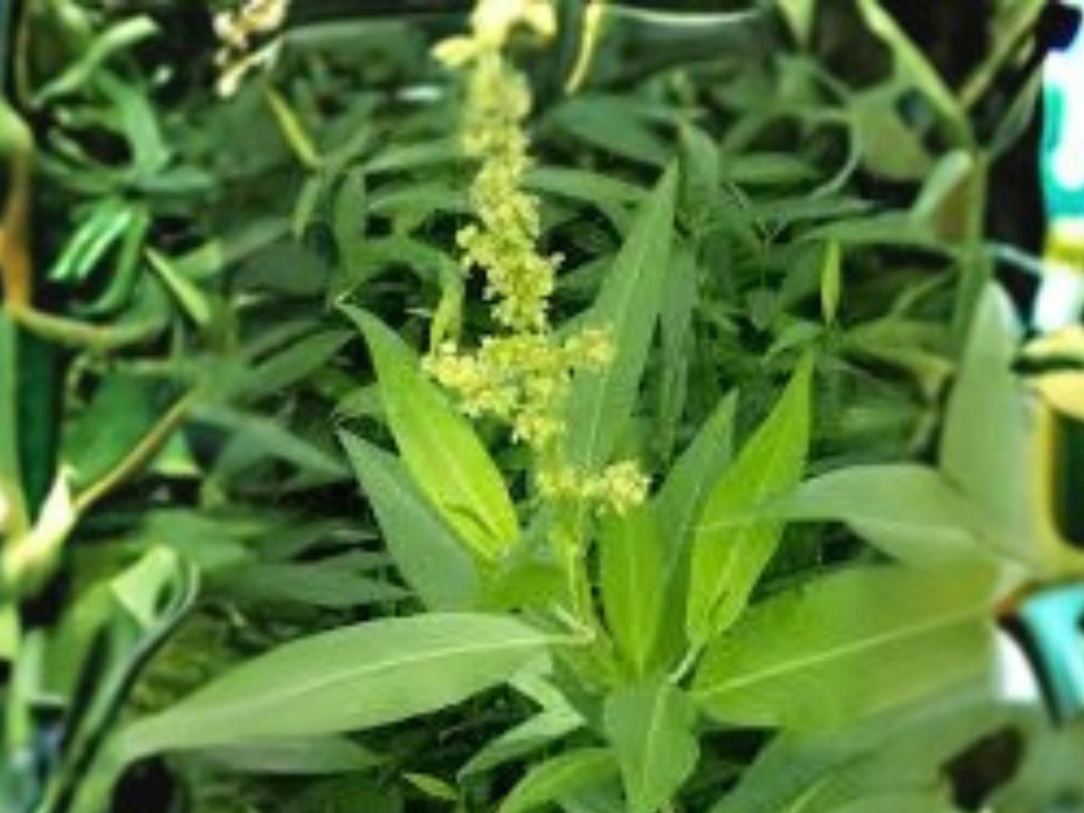 Rumex altissimus Pale Dock Native Prairie Plant 100 Seeds