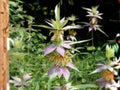 Monarda punctata Spotted Bee Balm Seeds – Native Pollinator Wildflower, 100 Seeds