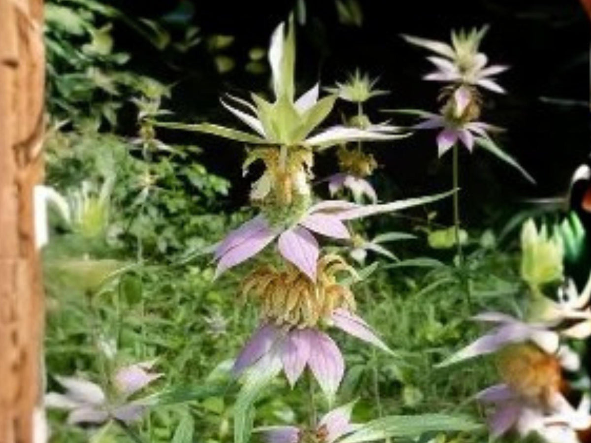 Monarda punctata Spotted Bee Balm Seeds – Native Pollinator Wildflower, 100 Seeds