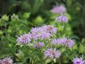 Monarda fistulosa Wild Bergamot Seeds – Native Bee Balm Pollinator Wildflower, 100 Seeds