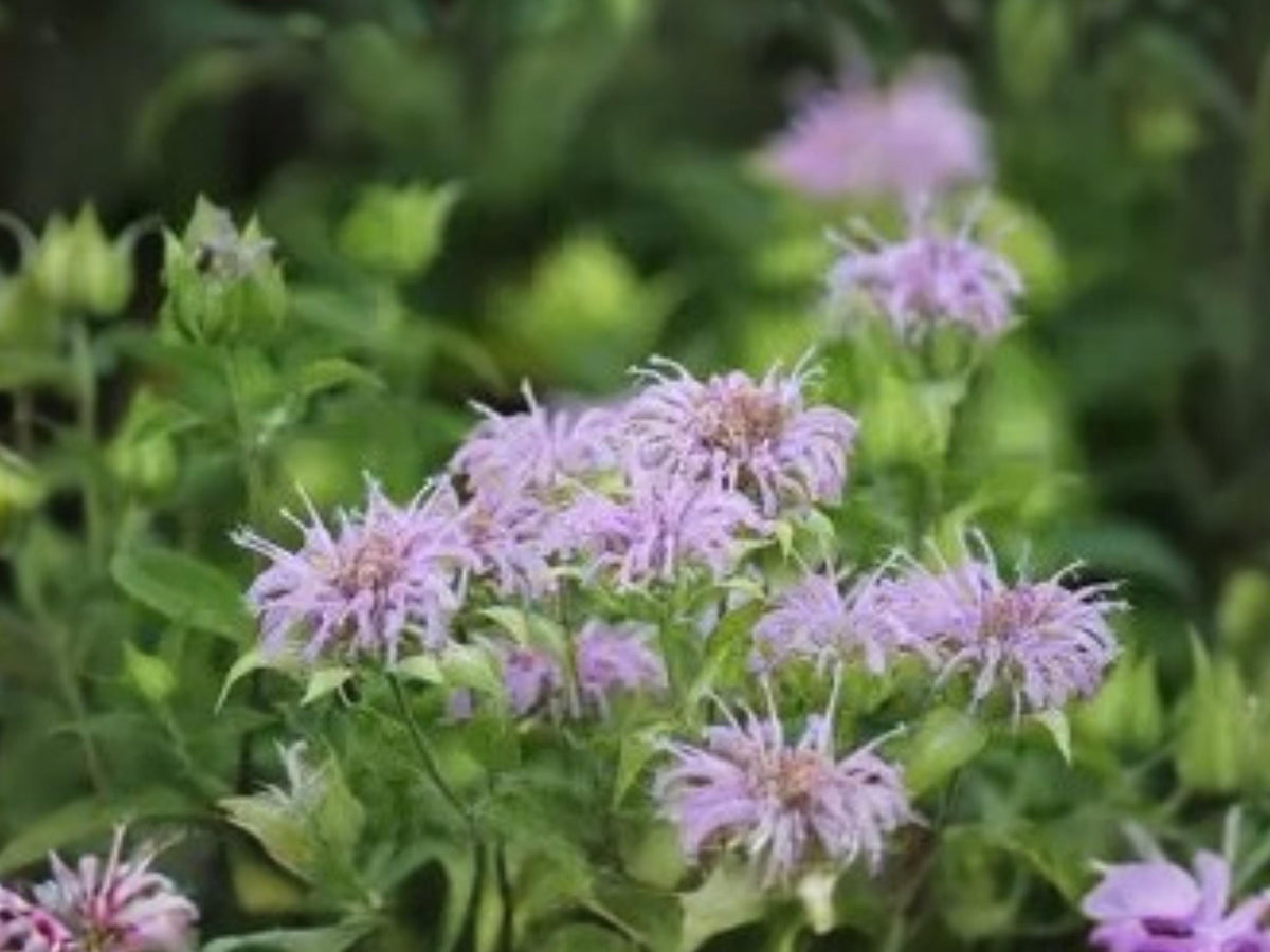 Monarda fistulosa Wild Bergamot Seeds – Native Bee Balm Pollinator Wildflower, 100 Seeds