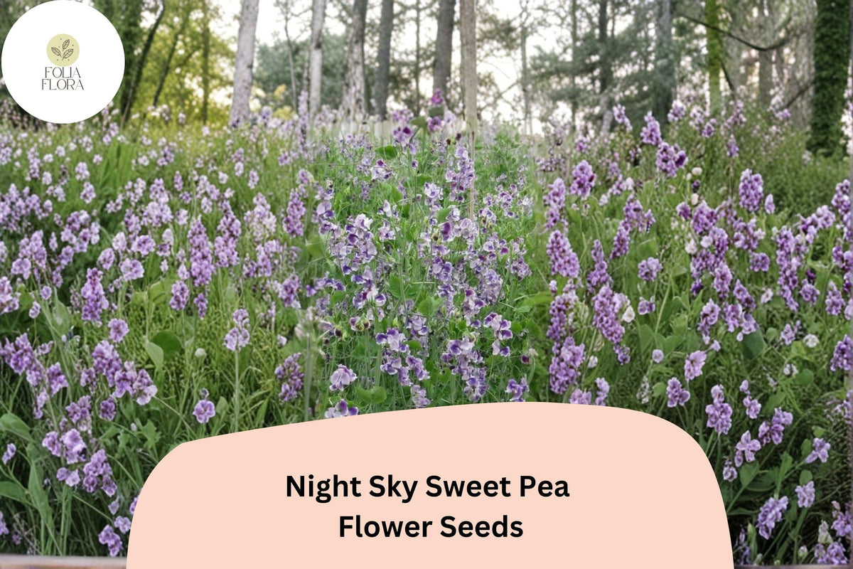 Night Sky Sweet Pea 50 Seeds – Fragrant Climbing Flower Vine, Garden Annual