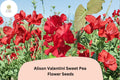 Alison Valentini Sweet Pea 50 Seeds – Fragrant Pink Climbing Flower Vine