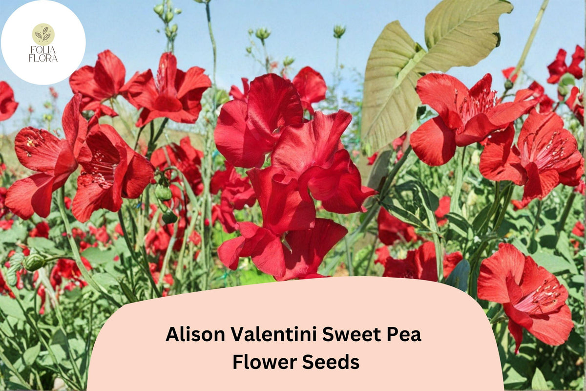 Alison Valentini Sweet Pea 50 Seeds – Fragrant Pink Climbing Flower Vine