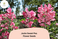 Jacko Sweet Pea Seeds - 50 Red Blooms Lathyrus odoratus for Garden Planting