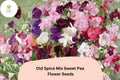 50 Old Spice Mix Sweet Pea Seeds – Colorful Climbing Vine for Gardens
