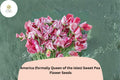 50 America Sweet Pea Seeds – Fragrant Climbing Flowers for Trellis