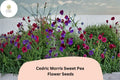50 Cedric Morris Sweet Pea Seeds – Fragrant Climbing Flower for Gardens