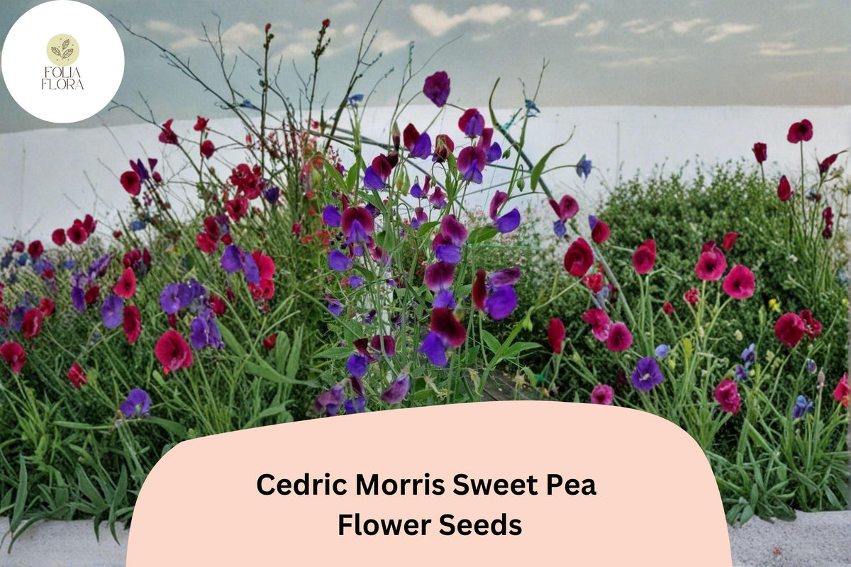 50 Cedric Morris Sweet Pea Seeds – Fragrant Climbing Flower for Gardens