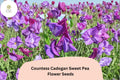 50 Countess Cadogan Sweet Pea Seeds - Purple Flower for Garden & Cut Flowers