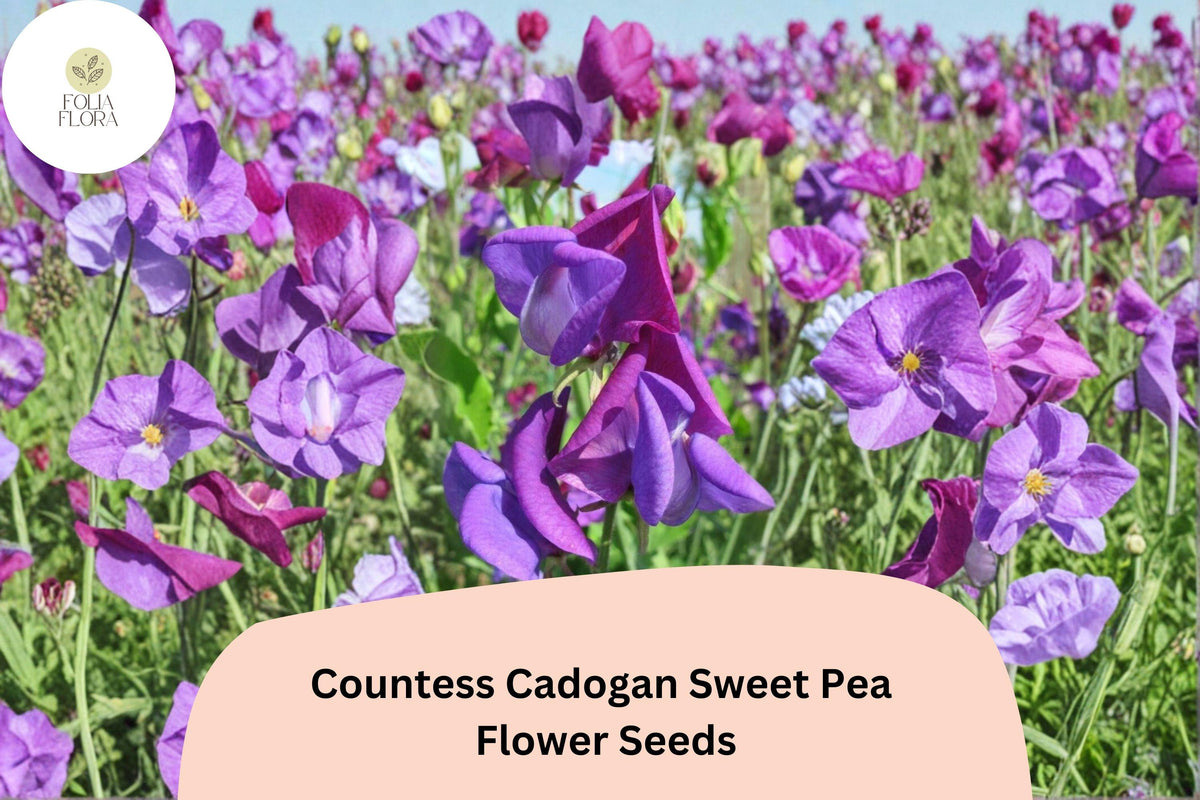 50 Countess Cadogan Sweet Pea Seeds - Purple Flower for Garden & Cut Flowers