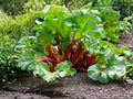 Victoria Rhubarb Seeds – Heirloom Pie Rhubarb, Hardy Perennial Vegetable, 25 Seeds