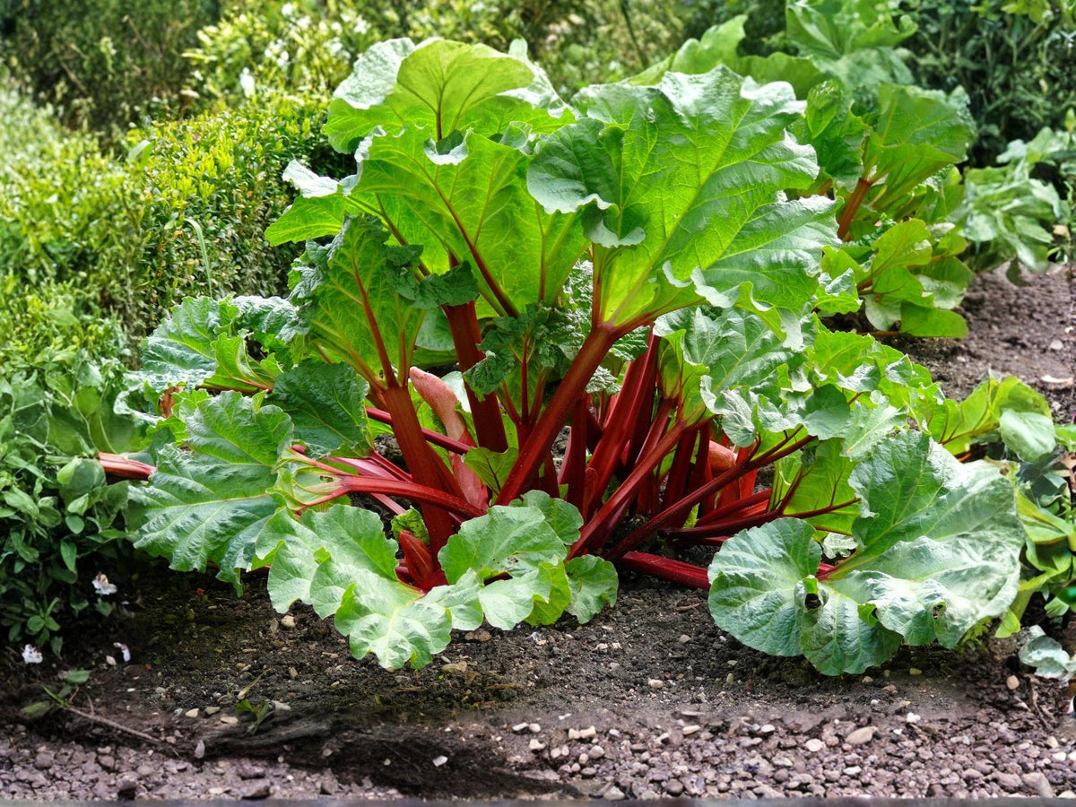 Victoria Rhubarb Seeds – Heirloom Pie Rhubarb, Hardy Perennial Vegetable, 25 Seeds