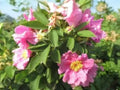 Rosa palustris Swamp Rose Seeds – Native Wetland Rose for Pollinators & Wildlife, 30 Seeds