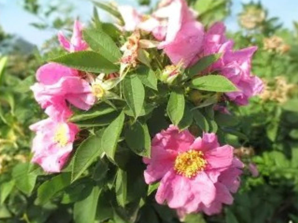 Rosa palustris Swamp Rose Seeds – Native Wetland Rose for Pollinators & Wildlife, 30 Seeds