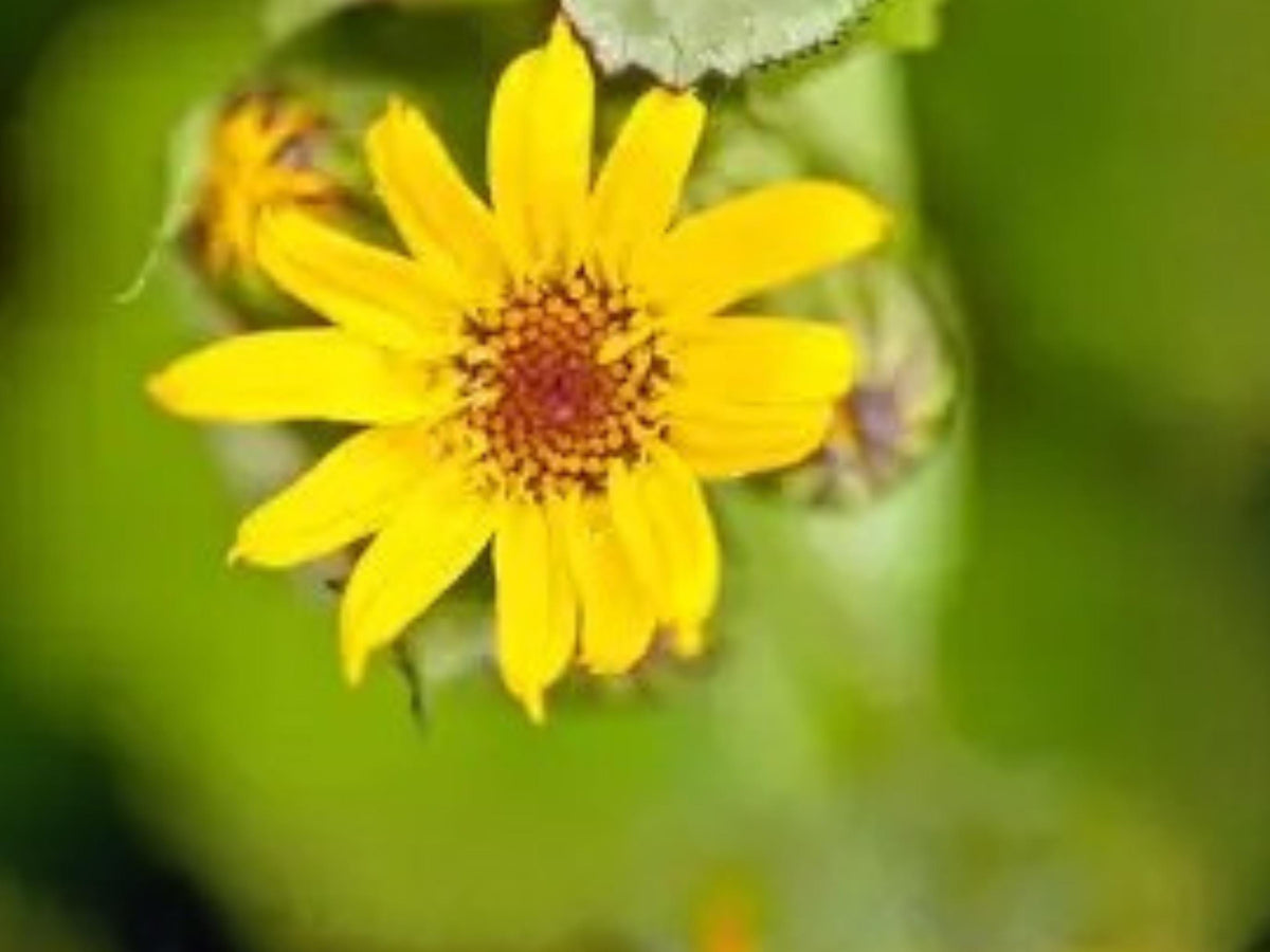 Arnica chamissonis Meadow Arnica Native Wildflower Pollinator Plant 100 Seeds