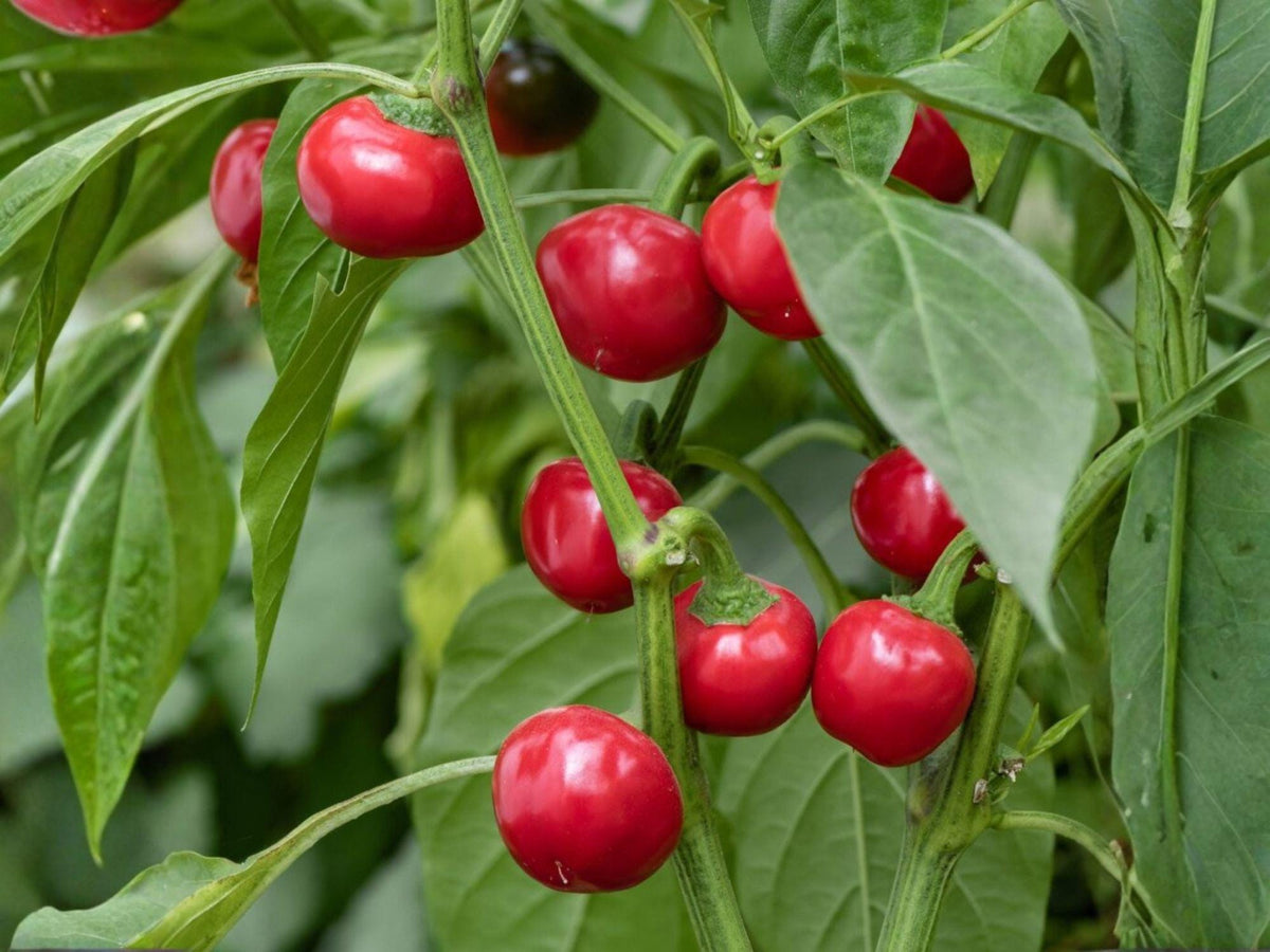 25 Red Cherry Sweet Pepper Seeds – Heirloom Vegetable Garden Variety