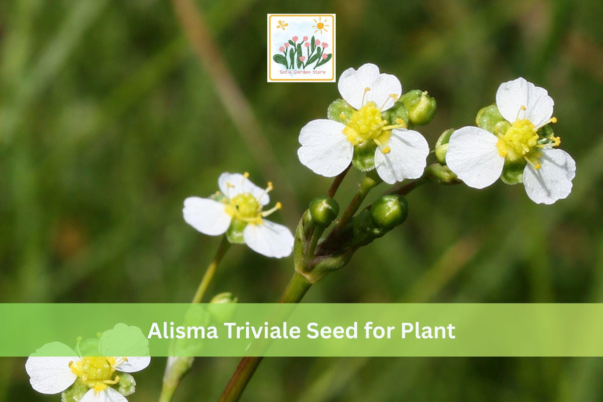 300 Seeds Alisma triviale Large-Flowered Water Plantain Native Aquatic Wildflower Wetland Pond Plant