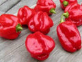 Caribbean Red Habanero Pepper Seeds - 25 Heirloom Hot Chili Seeds for Planting