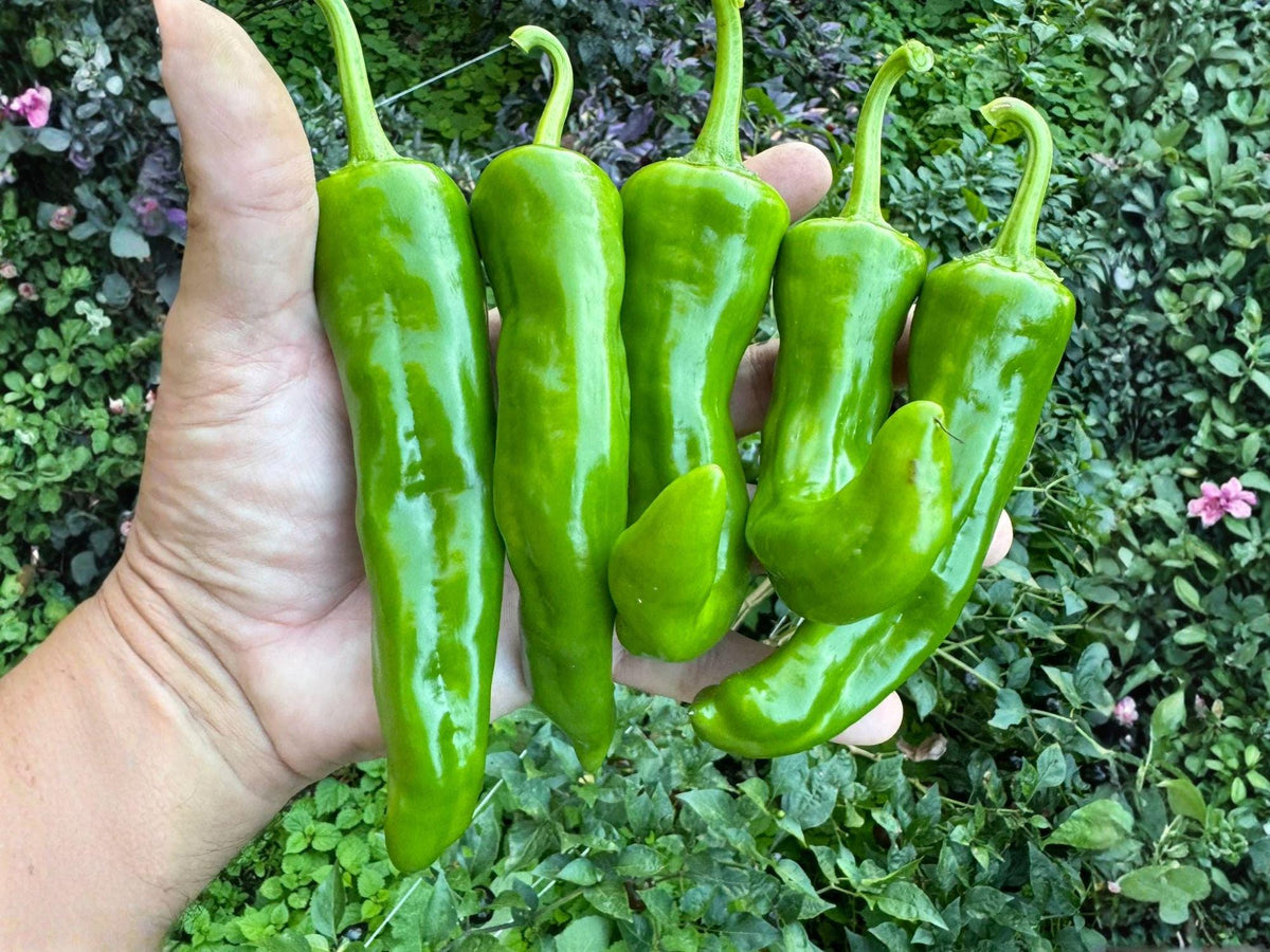 Barker Hot Pepper Seeds – 25 Heirloom Chili Vegetable Seeds for Planting