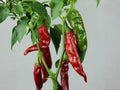 Sandia Hot Pepper Seeds – 25 Heirloom New Mexico Chili Seeds for Planting