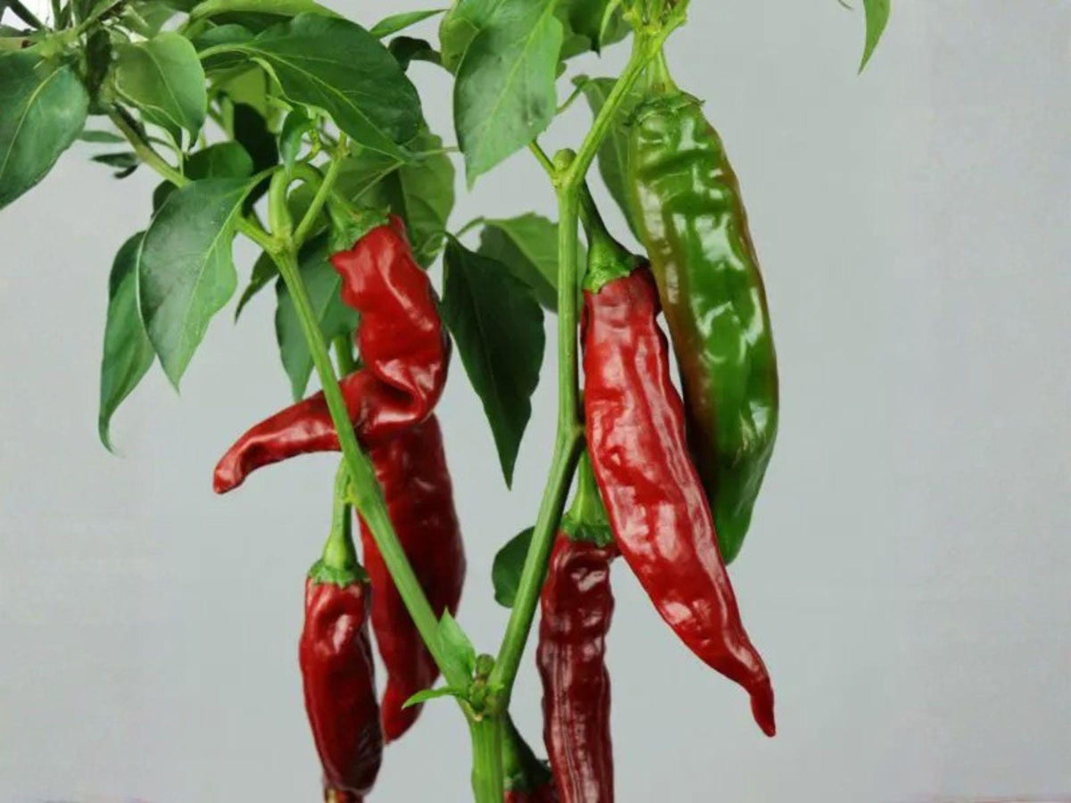 Sandia Hot Pepper Seeds – 25 Heirloom New Mexico Chili Seeds for Planting